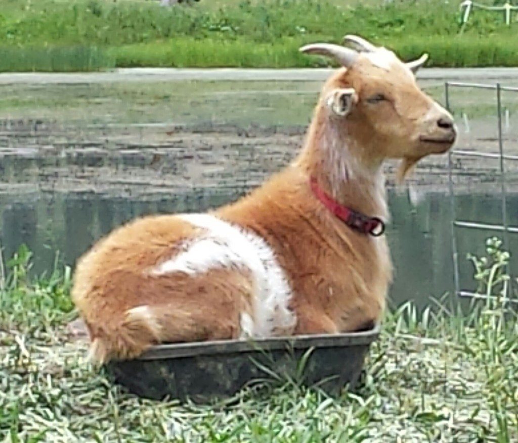 A goat is sitting in a bowl in the grass.