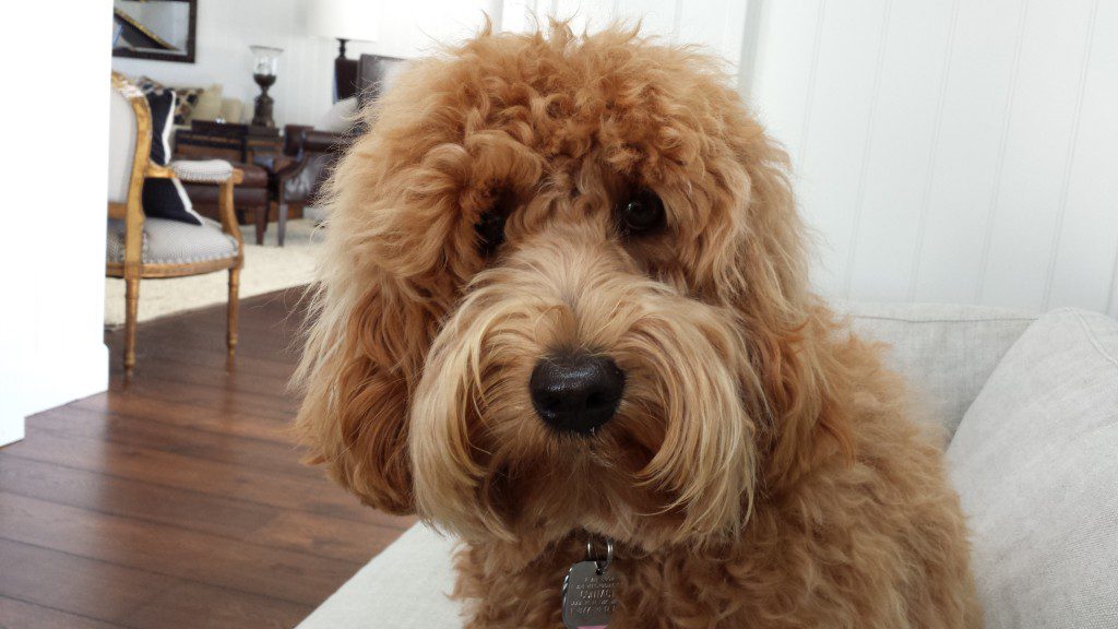 A brown poodle sitting on a couch in a living room.